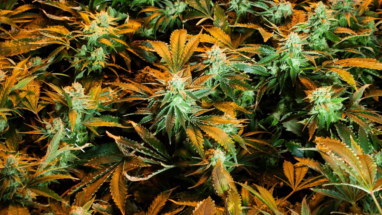 Weed Image
